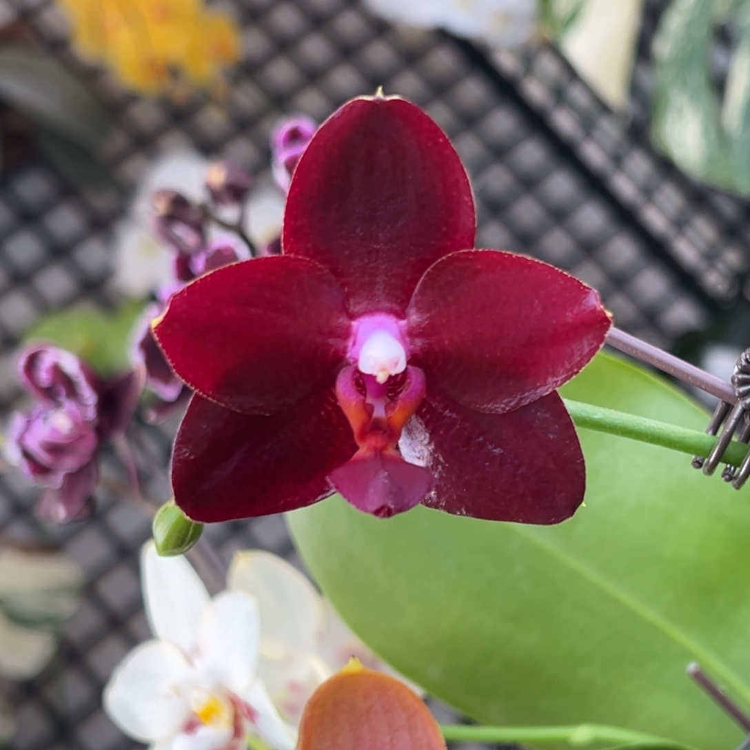 完全开放12号，78米