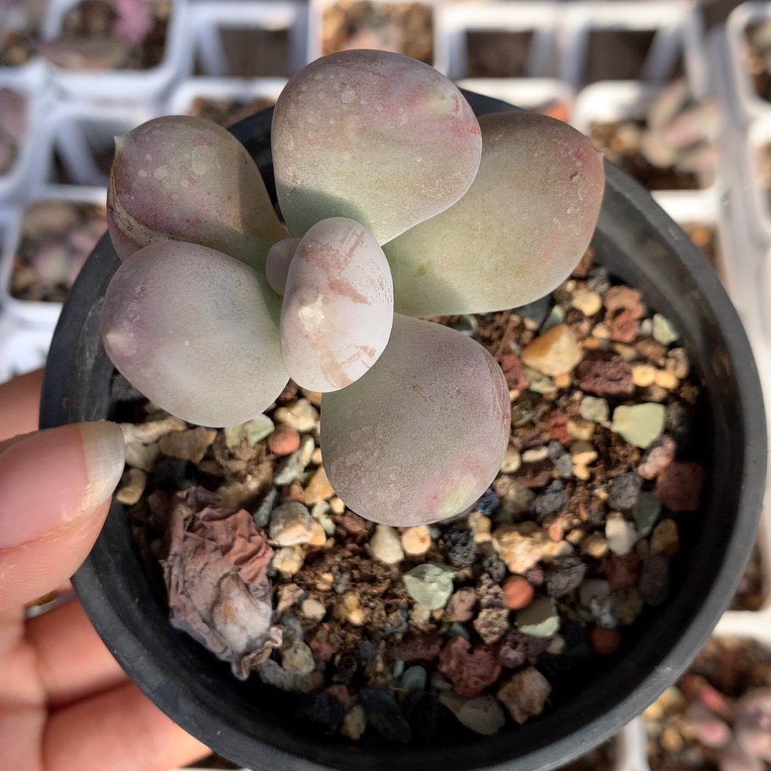 小屁桃奶酪多肉植物