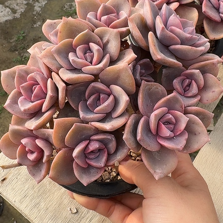 彩虹糖多肉植物的生长