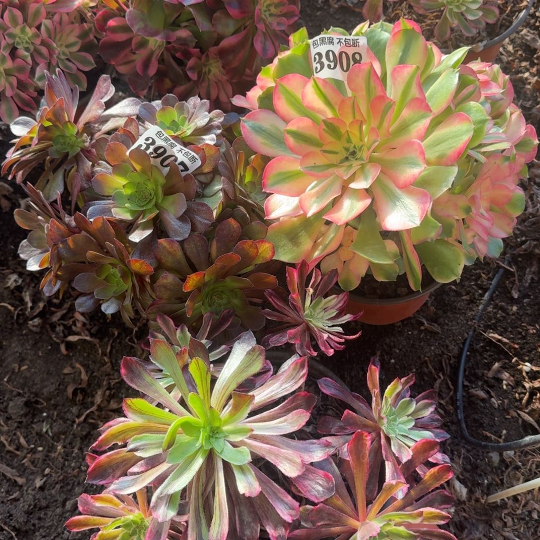 万七彩 水墨画 香妃3907 19-37