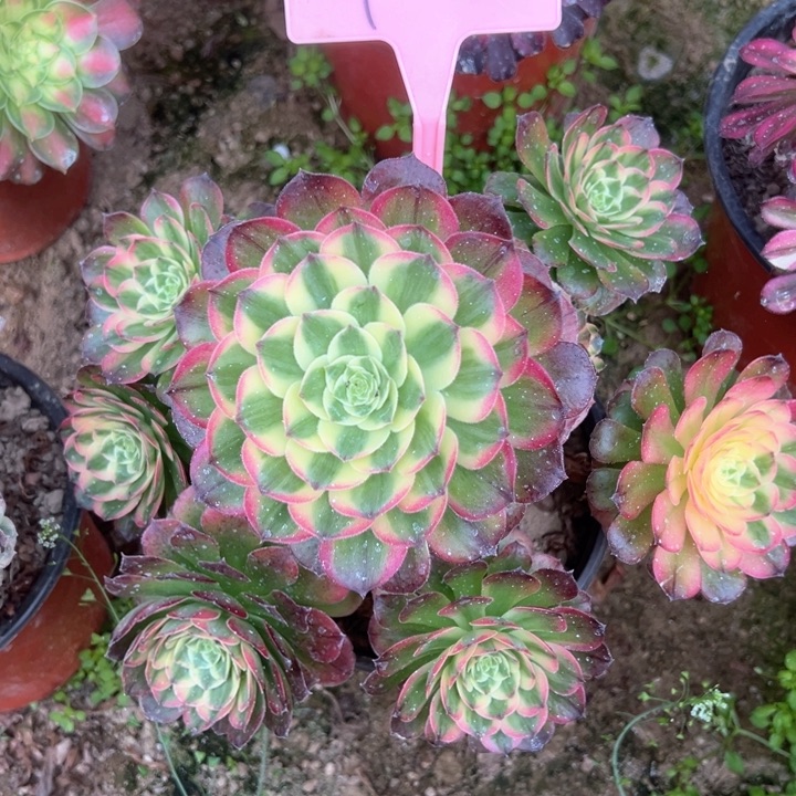 4-2海王多肉植物