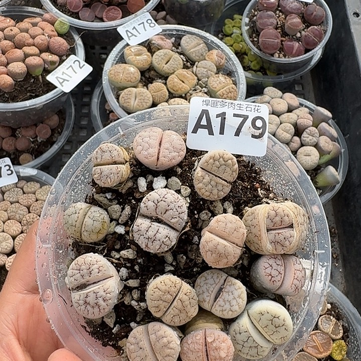 179多肉植物多肉植物