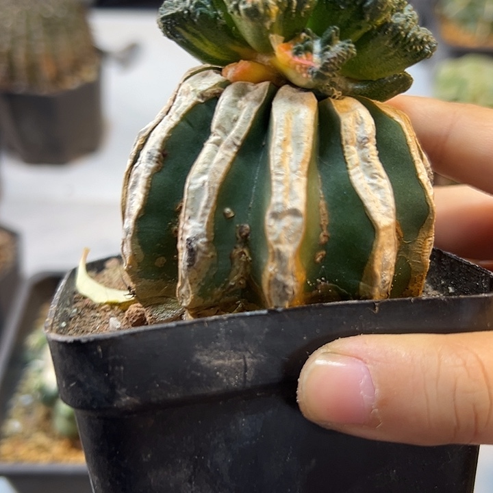 8号苗接大尤龟甲黑锦5.5公分