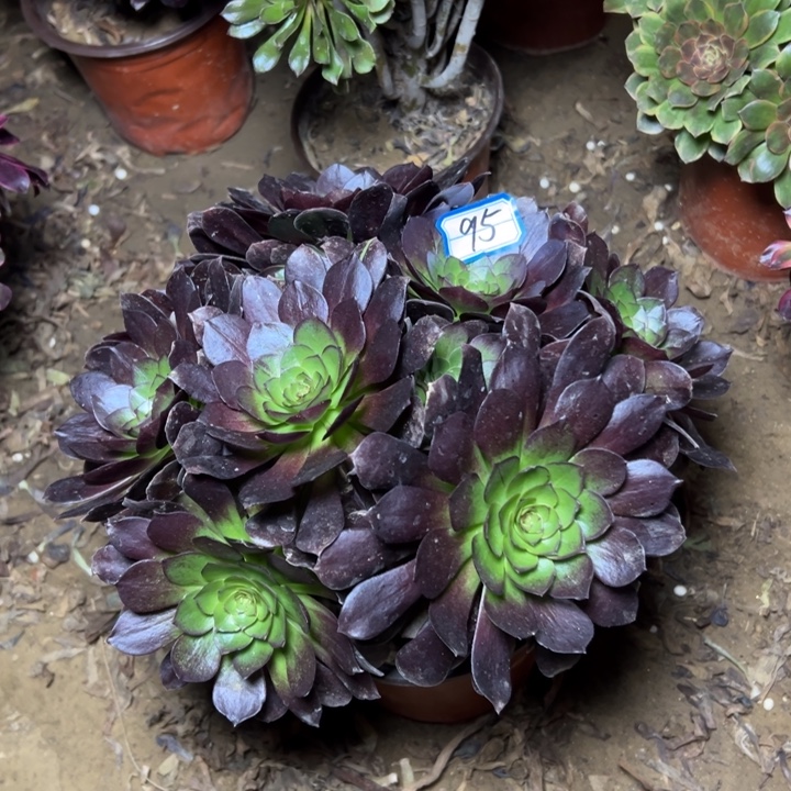 多肉植物黑魔法师95