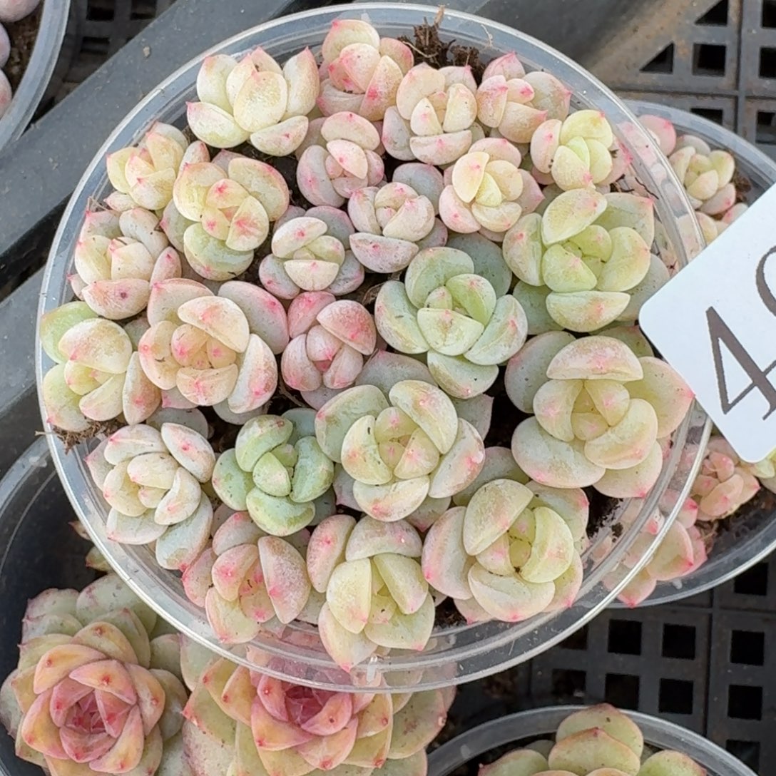 多肉植物多肉植物493