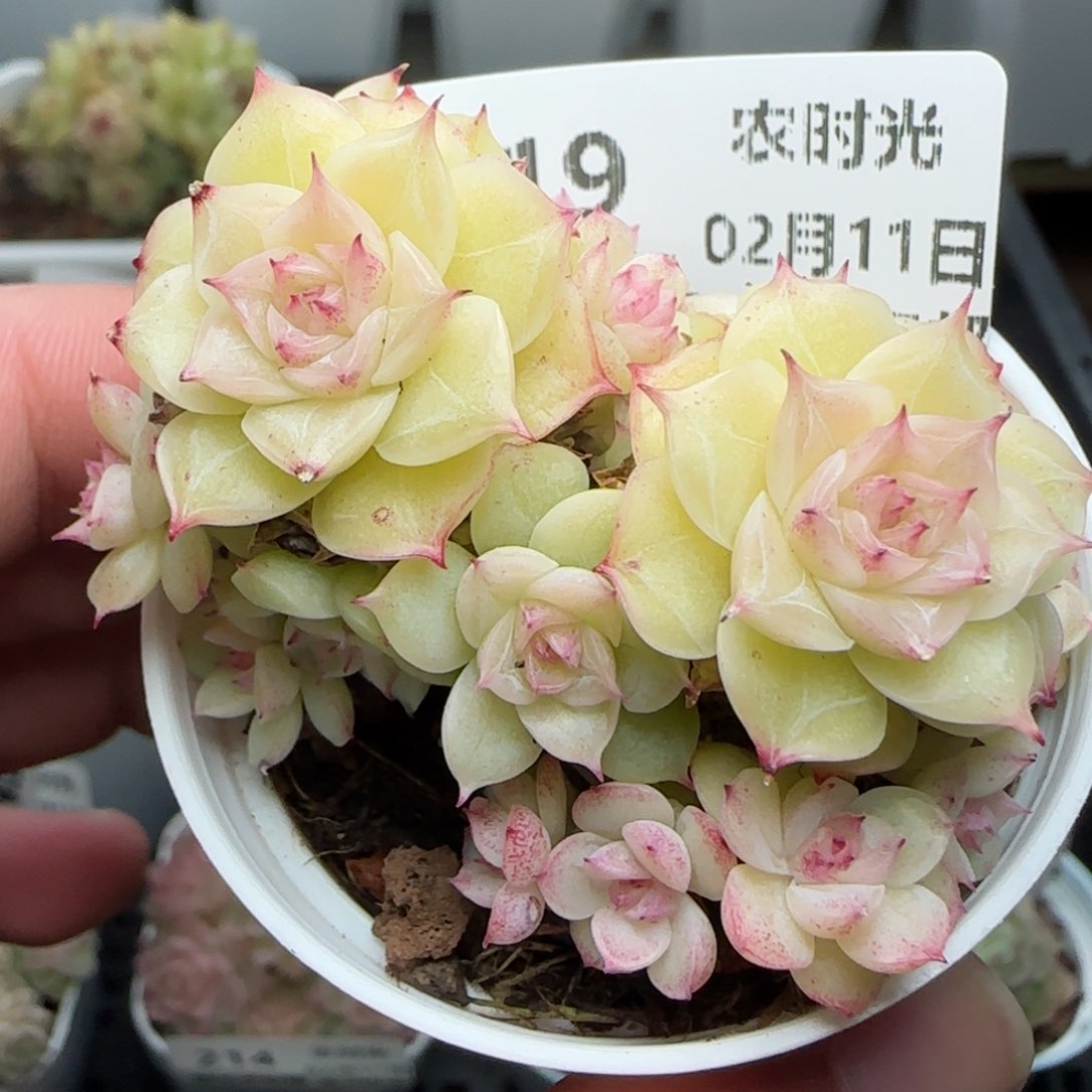 0211-219花朵麦秆