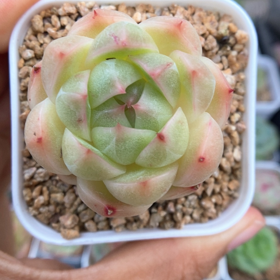 油透珍妮麦秆419号