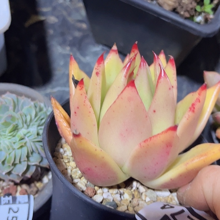 东云杂25274多肉植物