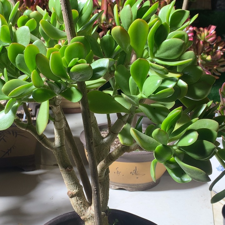 逍**哥H78玉树脱土发货