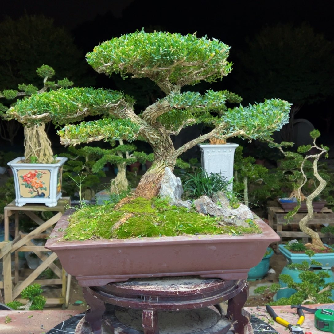 无花朵广东皱皮雀舌黄杨