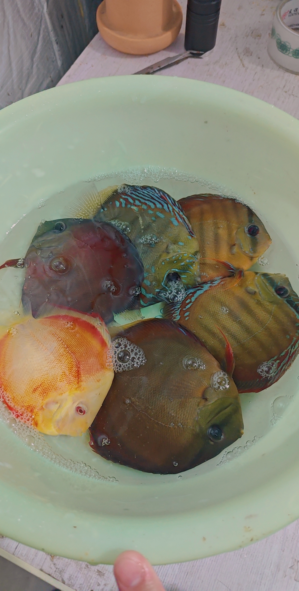 肉身10+-11+，6条打包出，白化财神，阿莲卡，黑眼财神