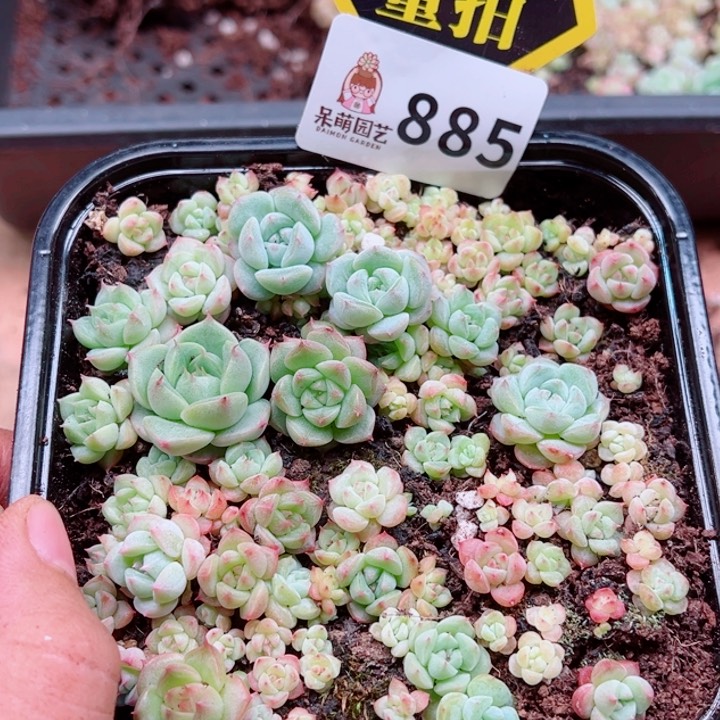 多肉植物多肉植物