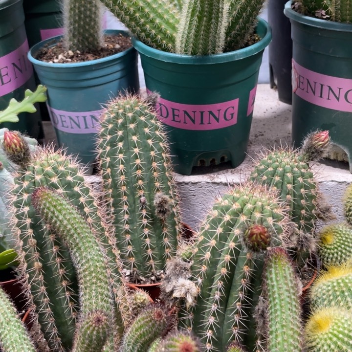 红星毛花住一颗带花苞z