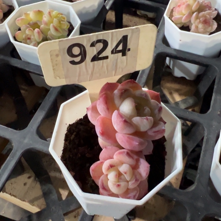 倚****QQ糖7cm多肉植物cccn