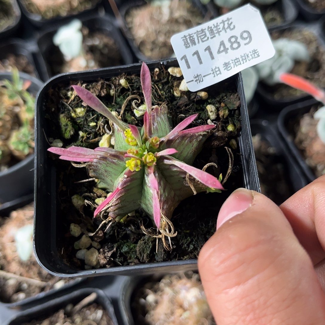 111489一物一拍单头发货