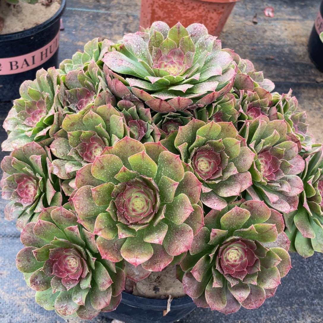 欢****?622红心万精品法师多肉