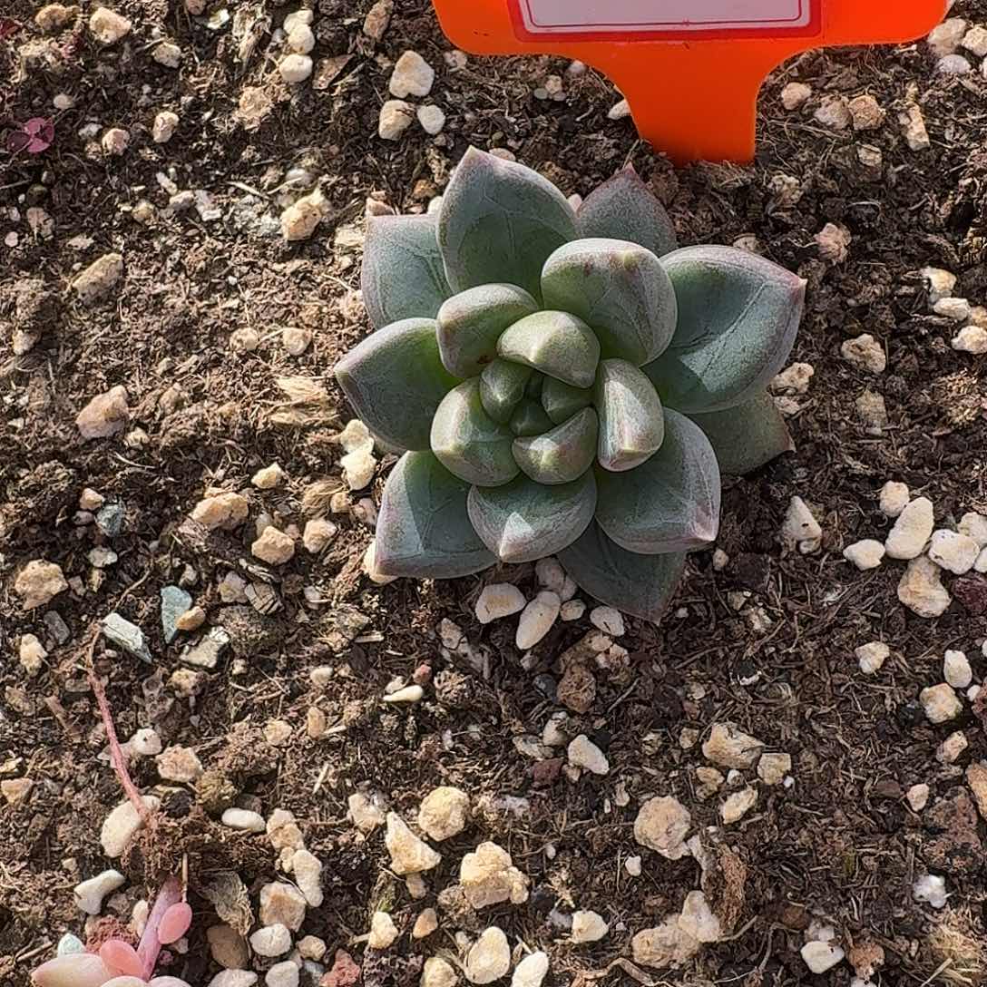 小***王新品暗黑系一颗多肉寄养