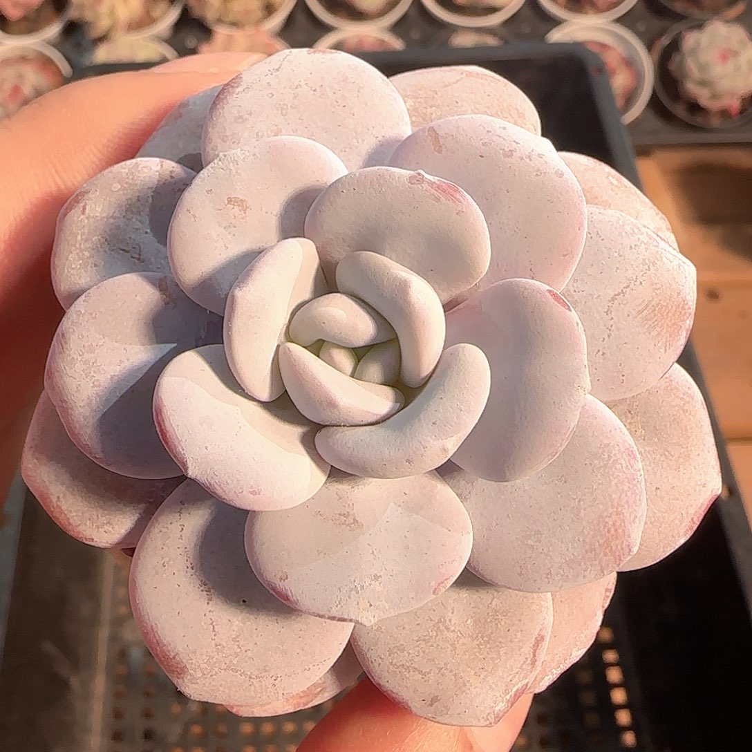 多肉1201-201雪莲