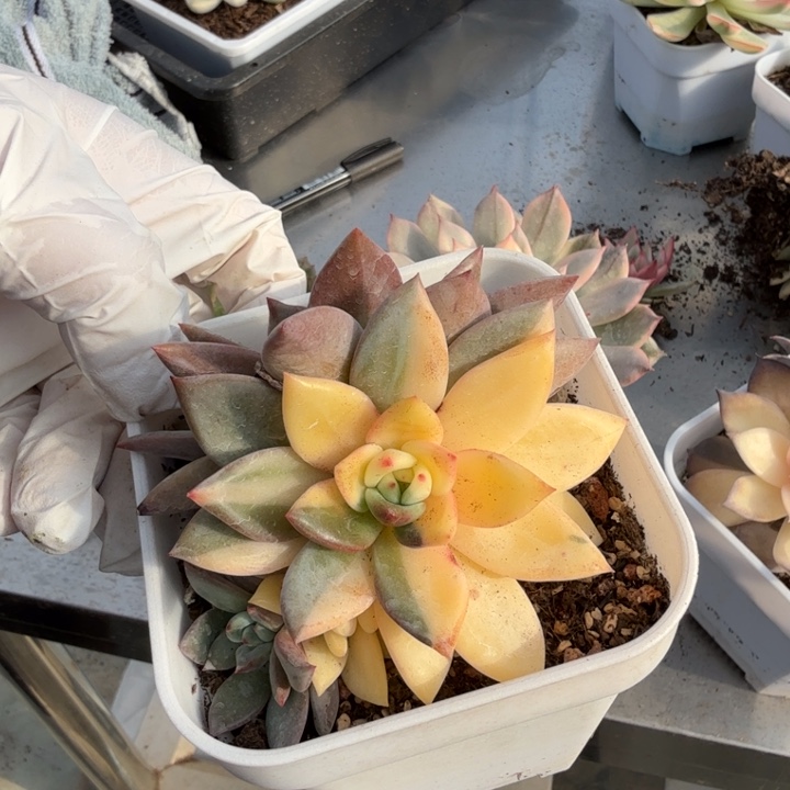 香槟锦多肉植物精品