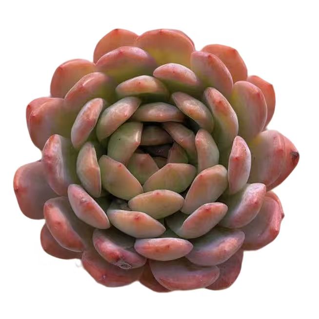 小星崽 单头全明星【满19包邮】