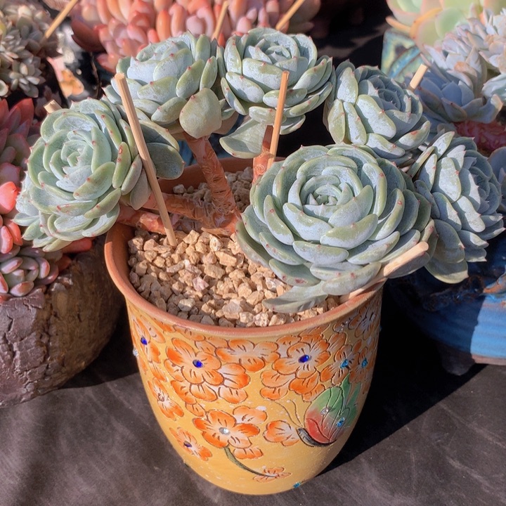 劳林小树朵朵缀自然群