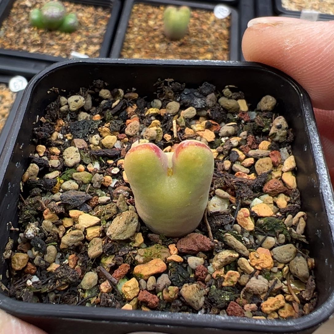 167多肉单头优选黄体红纹将杂一棵特