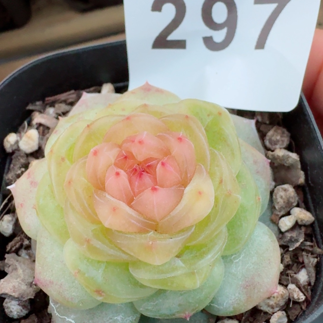 绿底红芯         精品多肉