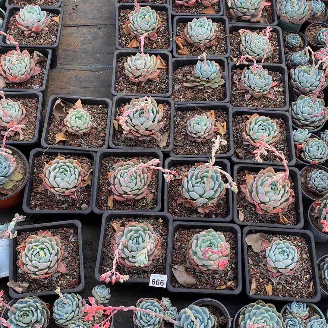 天****）666成梦露200颗