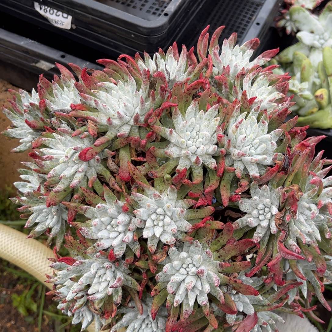 2160哈哈哈哈哈哈哈