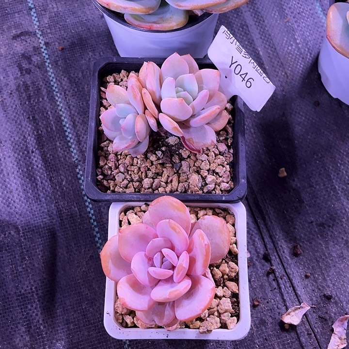阿****德我是第一百个为妖刀应援的阴阳q