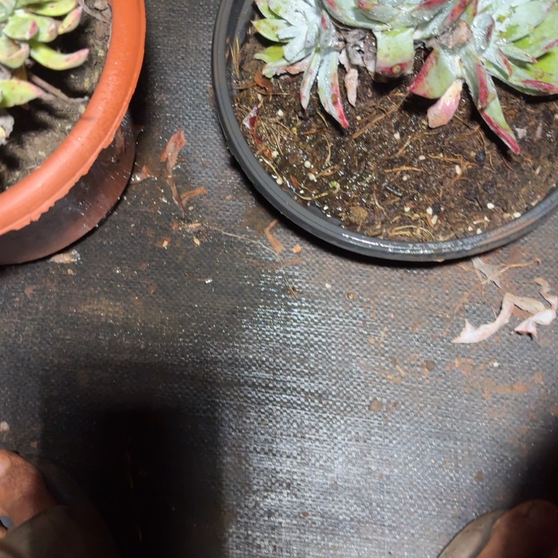 仙女杯多肉植物仙女杯