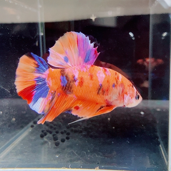 斗鱼黑82号巨斗将军