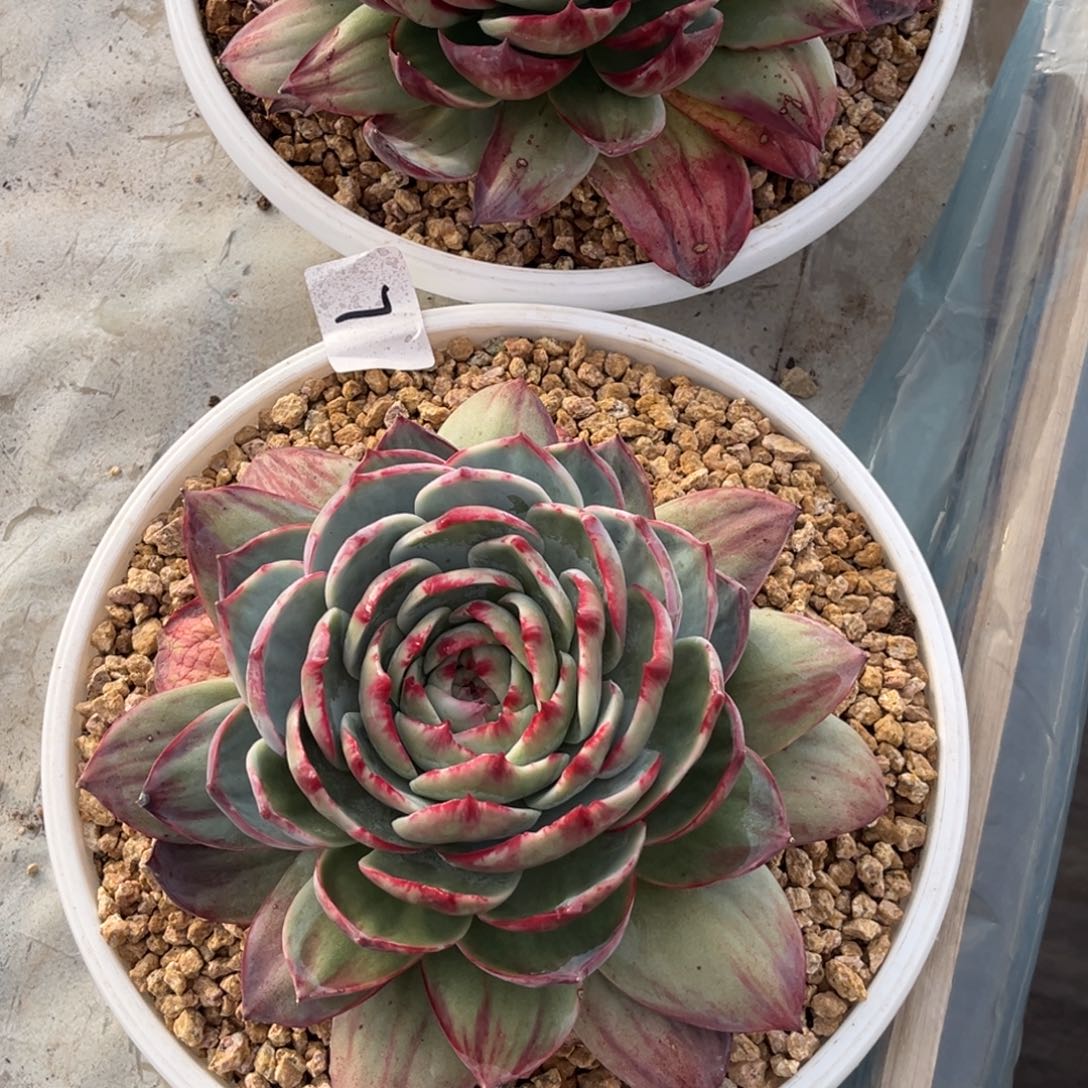 邹***白11.27-惊鸿两个111111111111