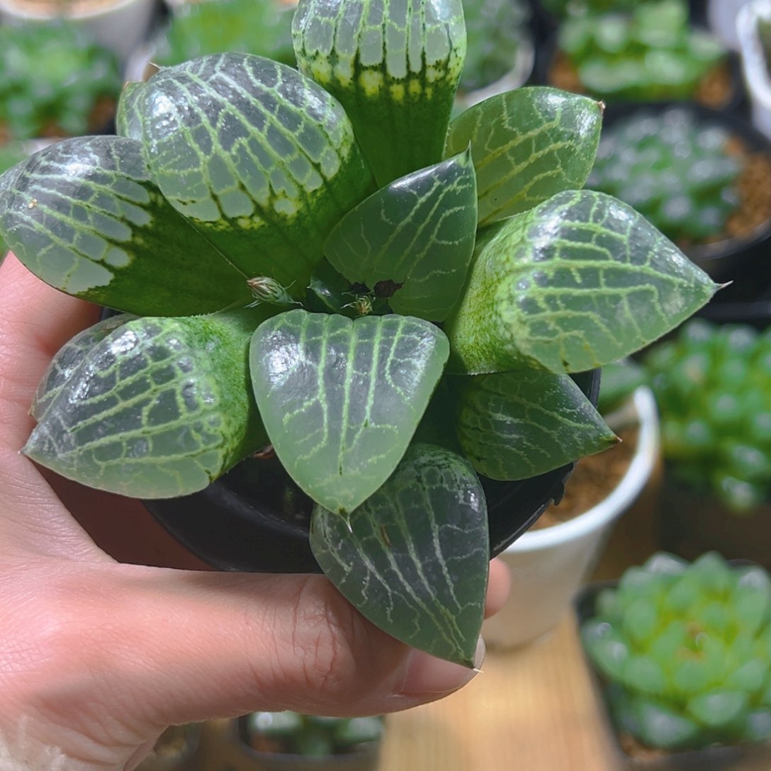 栗***୭5400玉露多肉植物一颗