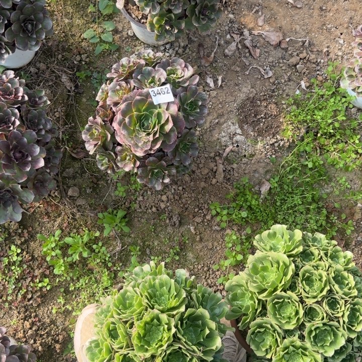 3462魅金清棚处理不包断枝