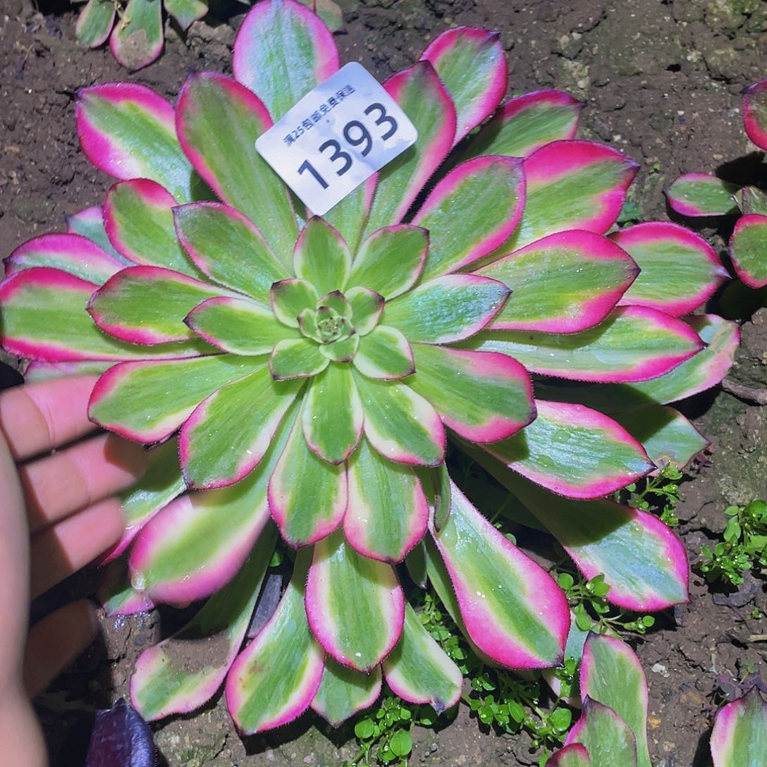 1393烟花多肉植物