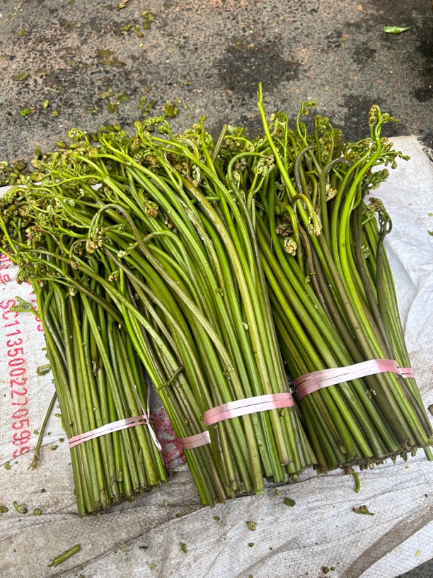 粤北坪石镇野生龙爪菜当季蕨菜