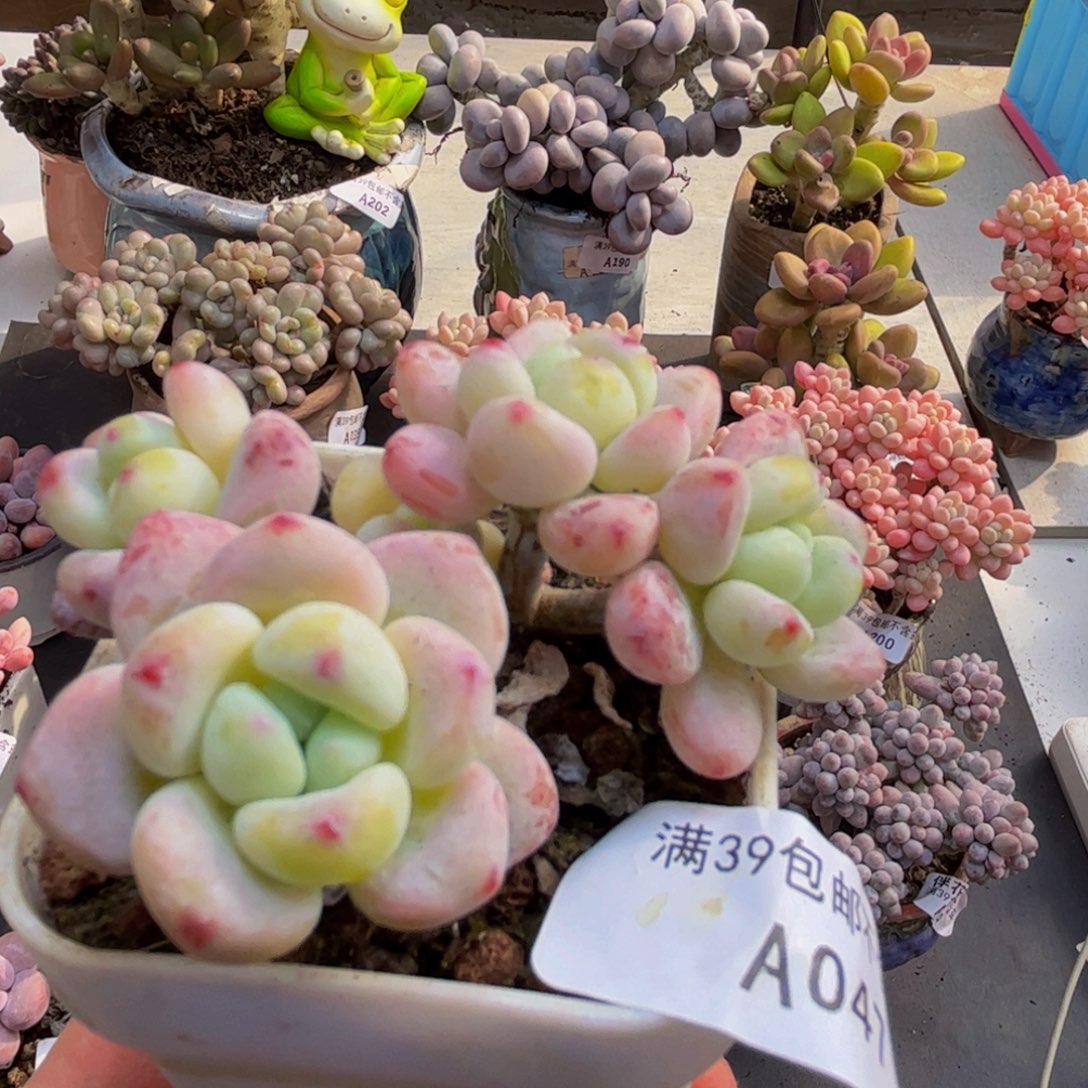 047/6cm樱花罗琦多肉