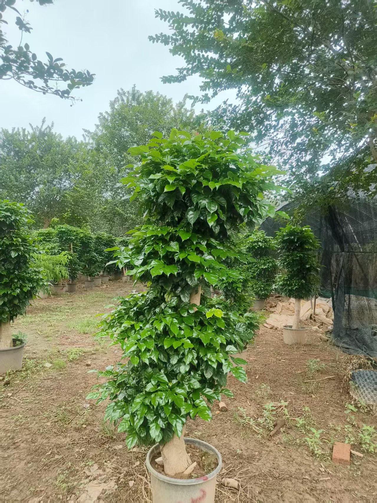 （网红绿植）老桩多杆绿宝幸福树吸收甲醛适合办公室阳台庭院绿植