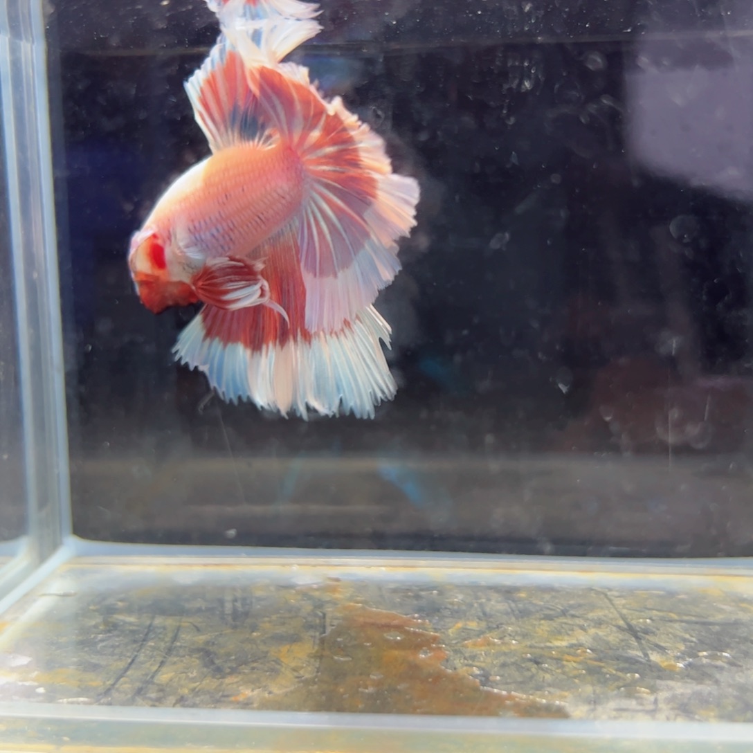 斗鱼浅色特殊尾hhhh