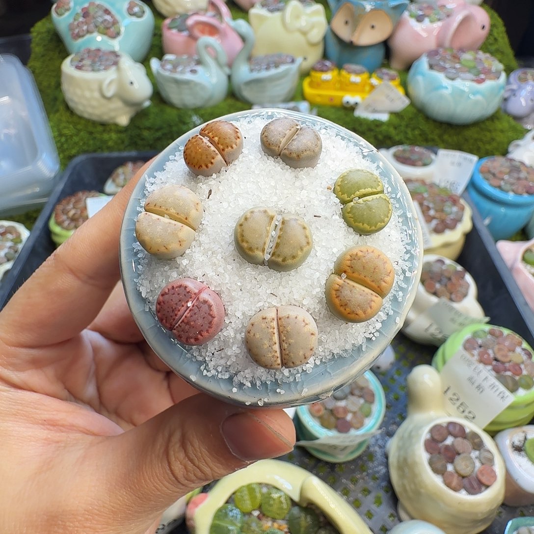 多肉葡萄干和水果1307