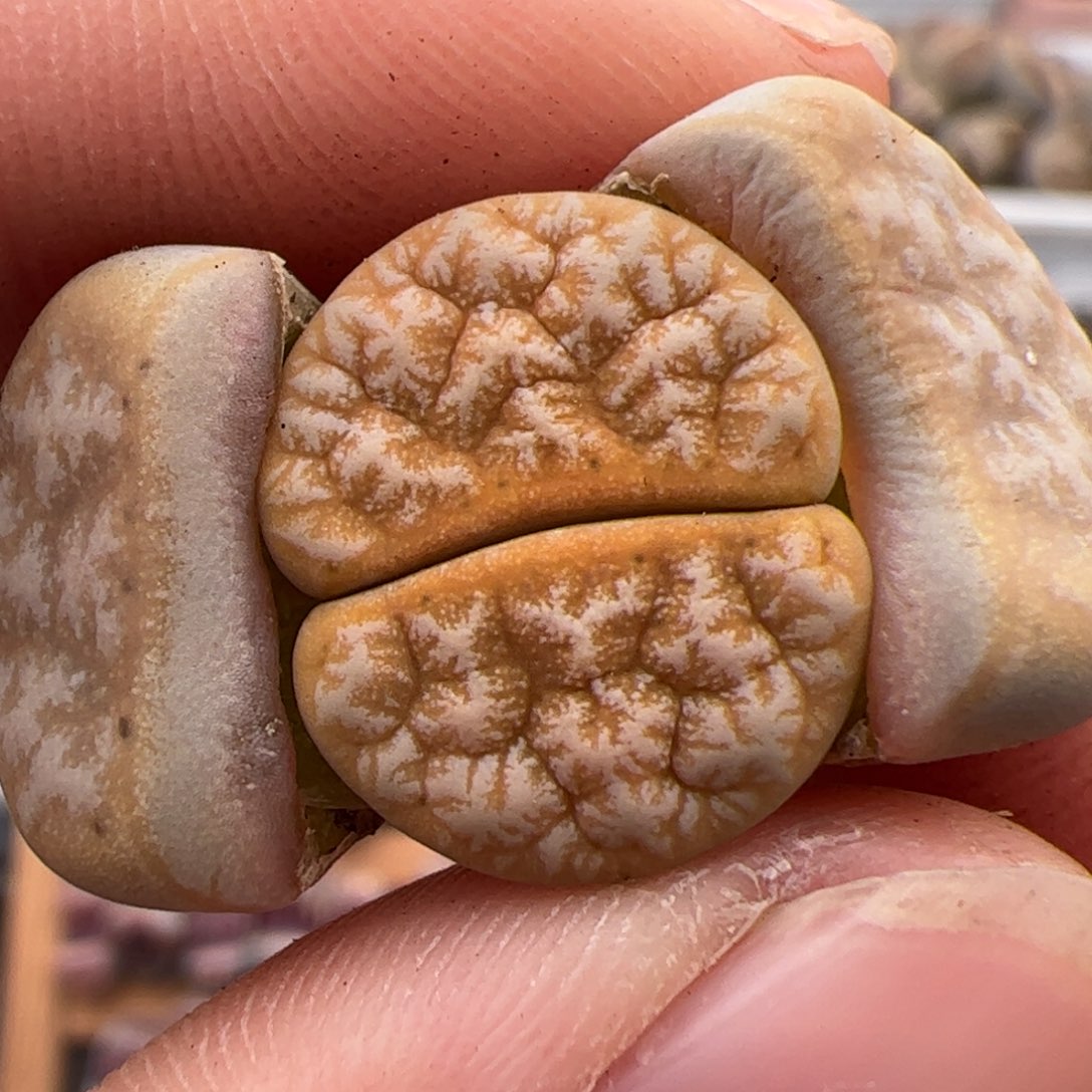 0291号拿铁 多肉植物