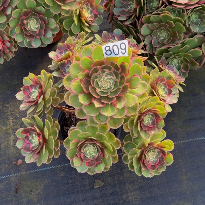 雪***000000000809粉花妖