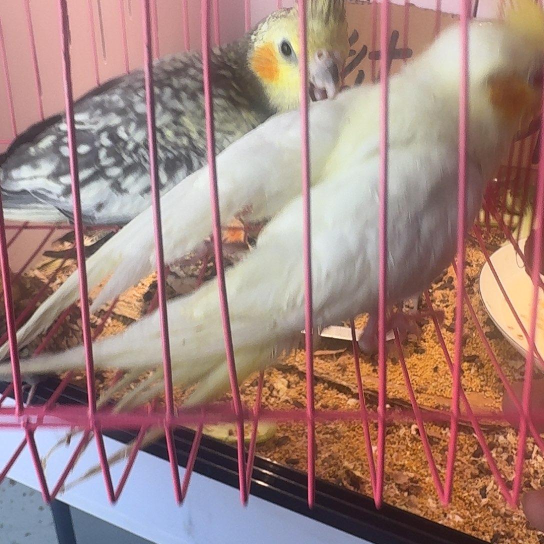 玄凤鹦鹉/鸡尾鹦鹉