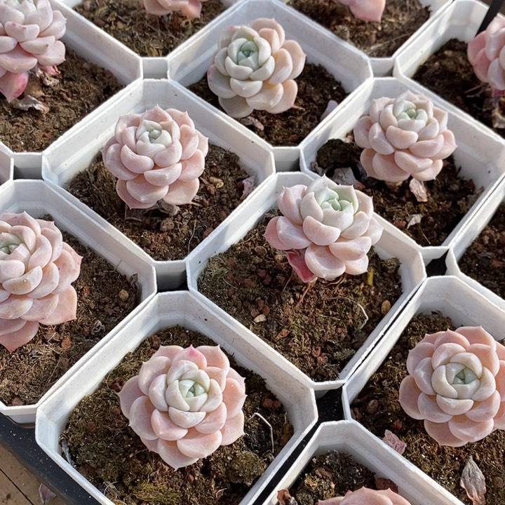 152兔兔糖单头 福利多多 