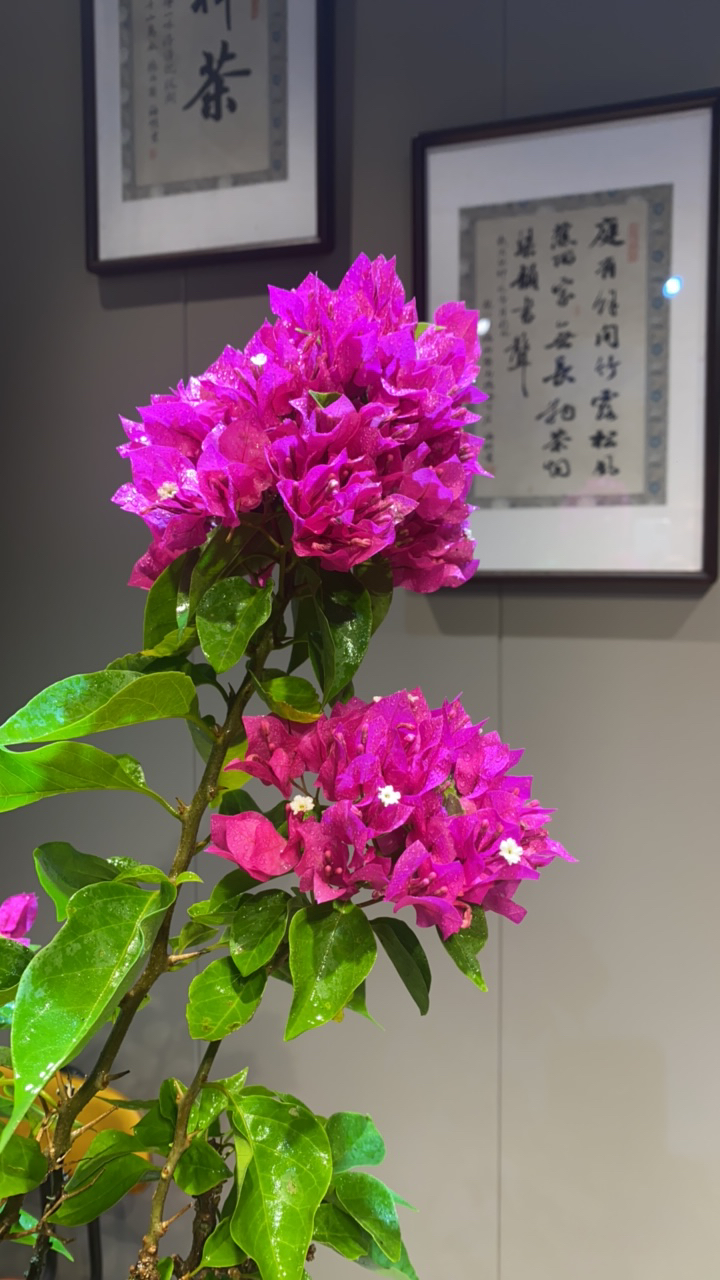 精品老桩三角梅年功桩