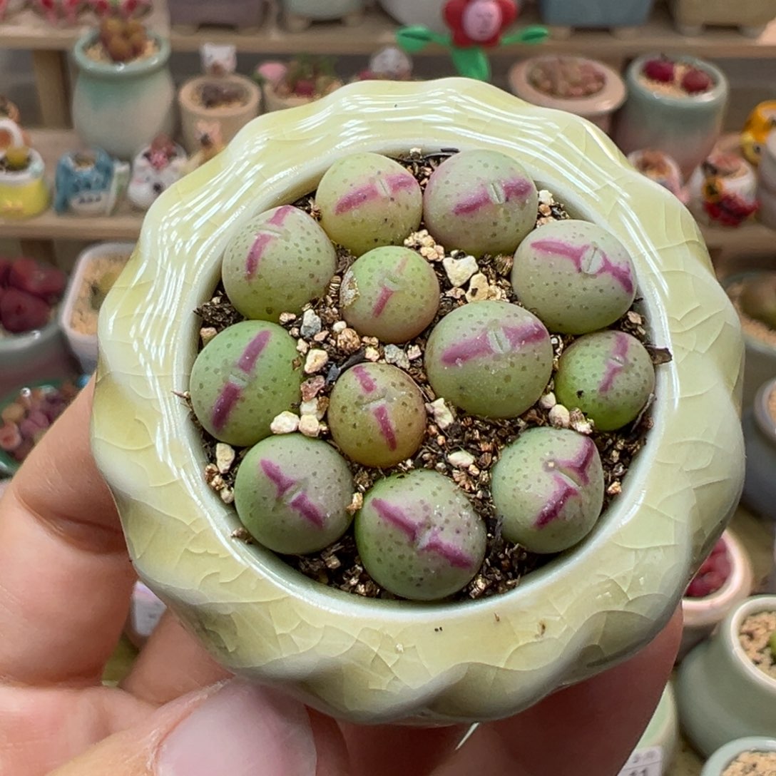 多肉植物15号少将一盆