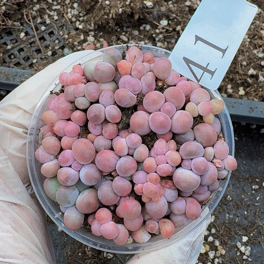 多肉植物多肉植物41