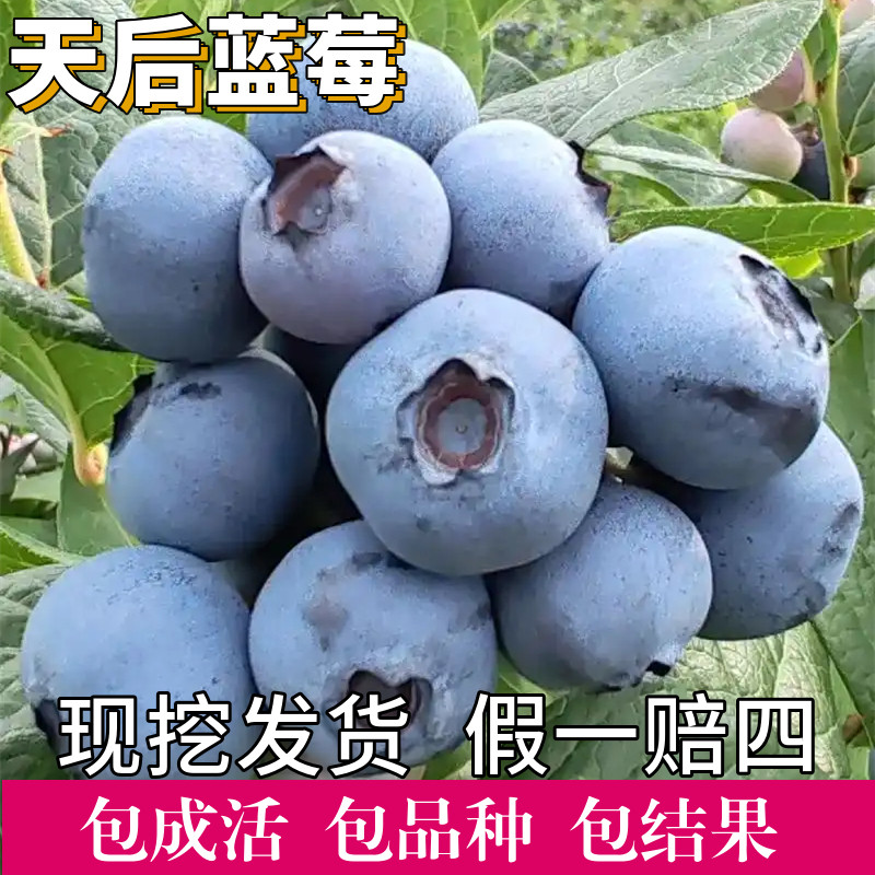 天后蓝莓苗南北方种植耐寒特大号蓝莓树果苗阳台盆栽带果当年结果
