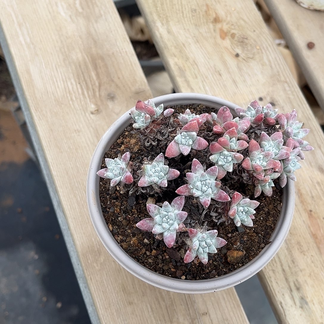 白菊小鹿多肉一物一拍